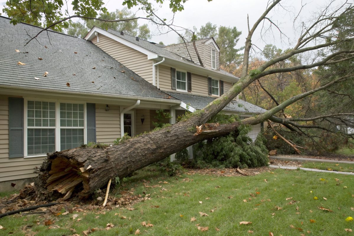 A large uprooted tree lying across the roof and yard of a two-story house after a storm